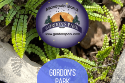 Image of ferns with Gordon's Park logo on it