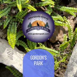 Image of ferns with Gordon's Park logo on it